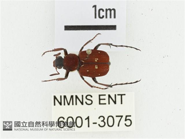 血紅虎斑花金龜藏品圖，第1張