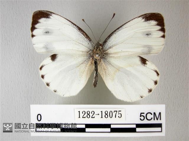 緣點白粉蝶藏品圖，第1張