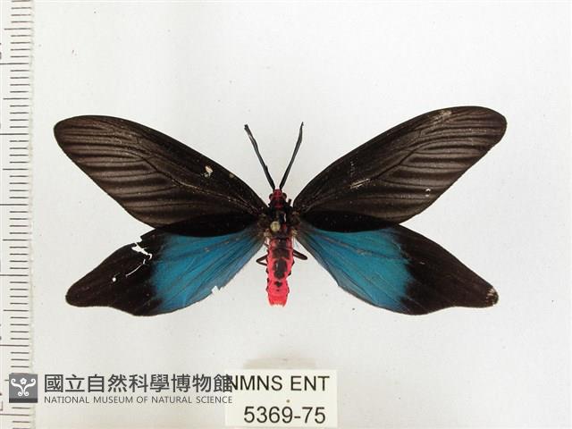 重陽木螢斑蛾藏品圖，第1張