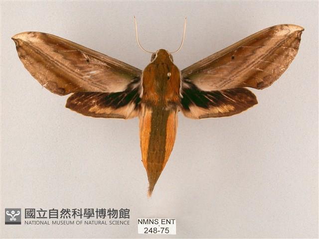 綠背斜紋天蛾藏品圖，第1張