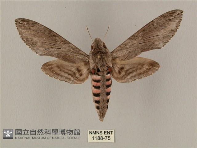 蝦殼天蛾藏品圖，第1張