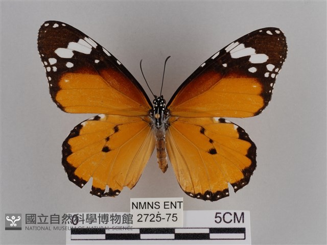 樺斑蝶藏品圖，第1張