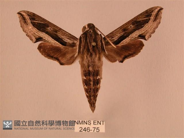 斜線天蛾藏品圖，第1張