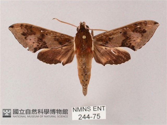 雙斑白肩天蛾藏品圖，第1張