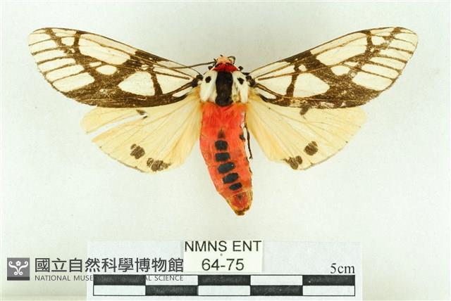 乳白斑燈蛾藏品圖，第1張