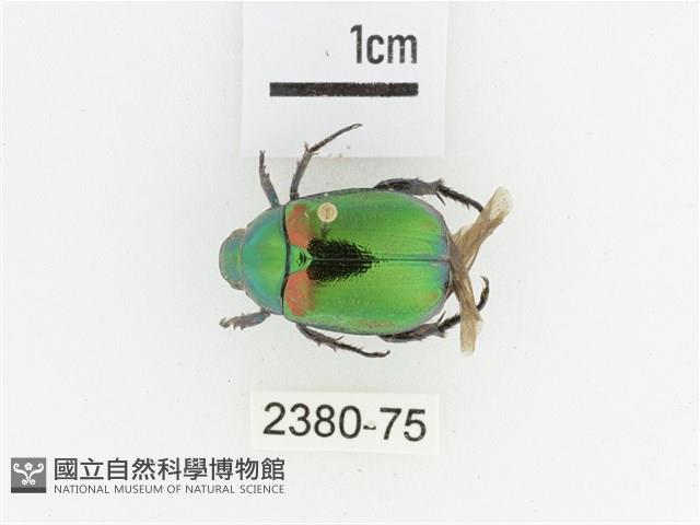 艷金龜藏品圖，第1張