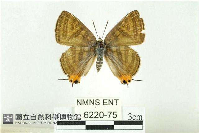 蓬萊虎灰蝶藏品圖，第1張