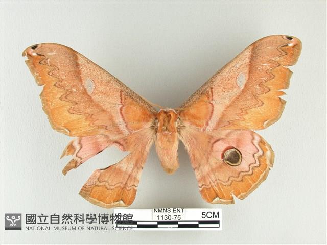 雙黑目天蠶蛾藏品圖，第1張