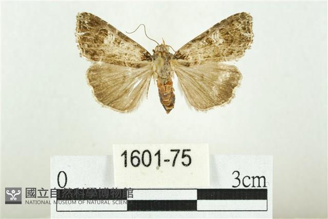 白斑散紋夜蛾藏品圖，第1張