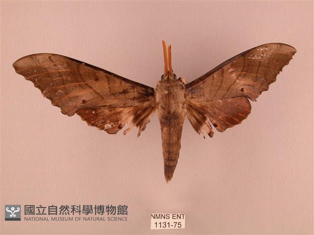 栗六點天蛾藏品圖，第1張