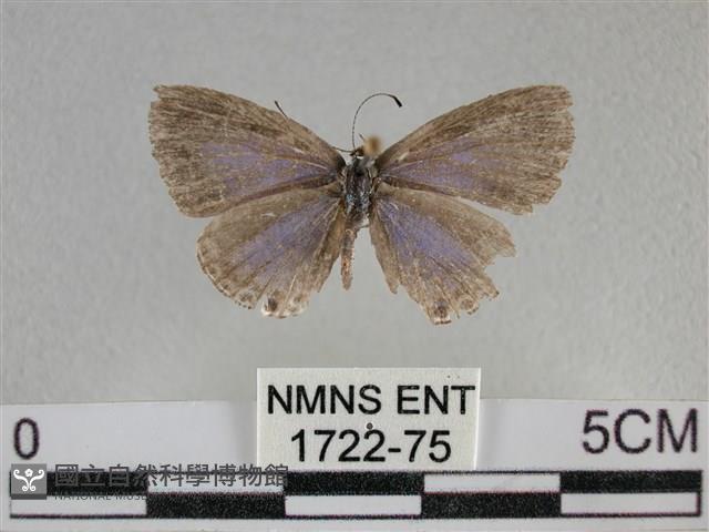 雅波灰蝶藏品圖，第1張