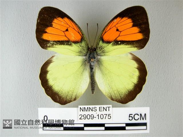 異粉蝶、雌白黃蝶藏品圖，第1張