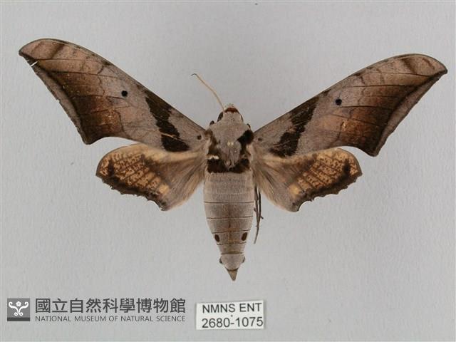 黑帶鷹翅天蛾藏品圖，第1張