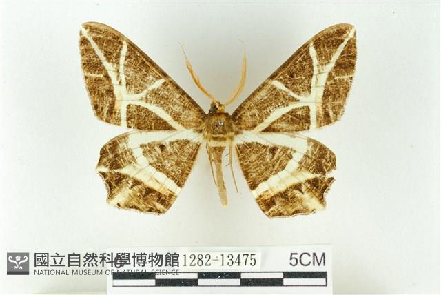 樹形尺蛾藏品圖，第1張