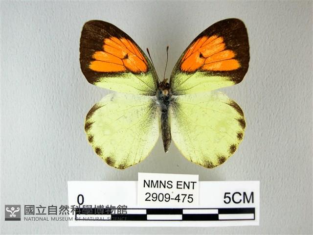 異粉蝶、雌白黃蝶藏品圖，第1張