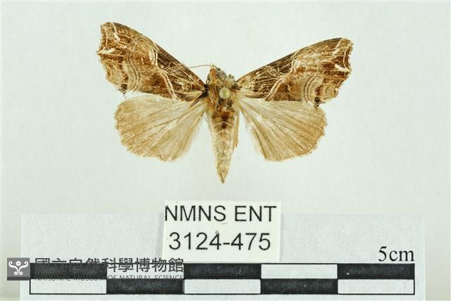 粉紅帶散紋夜蛾藏品圖，第1張