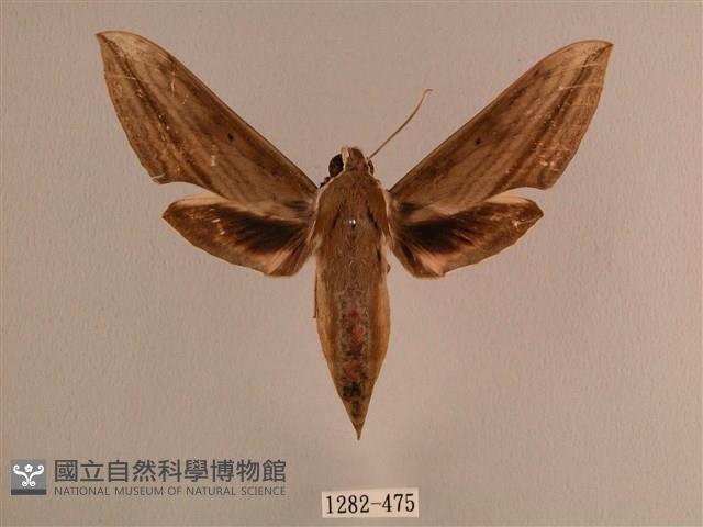 背線天蛾藏品圖，第1張