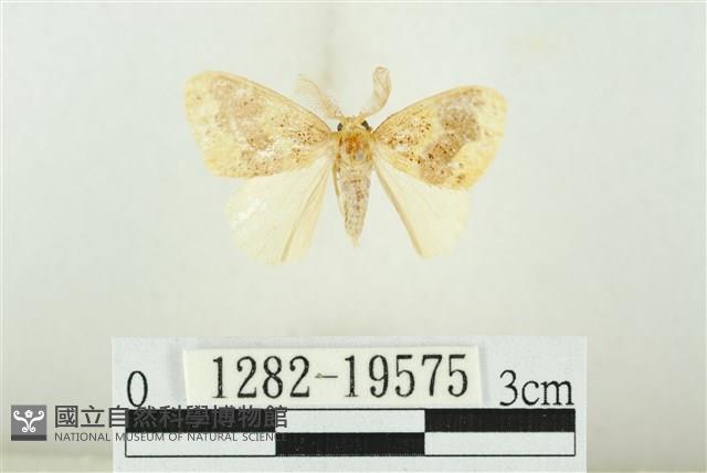 寬紋黃毒蛾藏品圖，第1張