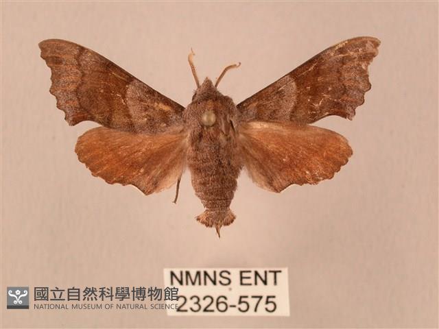 楓天蛾藏品圖，第1張