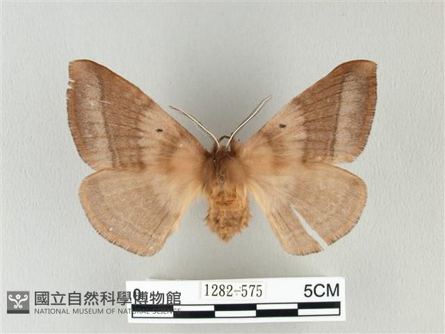 兩色帶蛾藏品圖，第1張