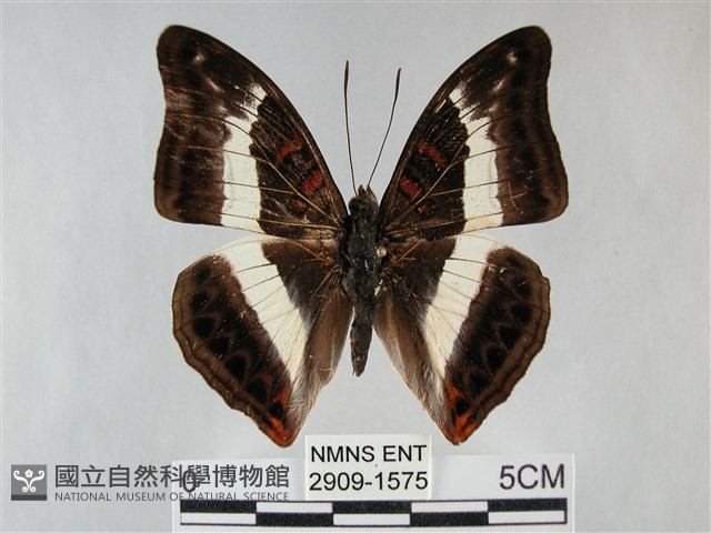 紫俳線蛺蝶藏品圖，第1張