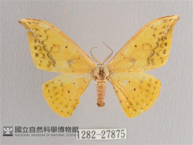 黃鉤蛾藏品圖，第1張