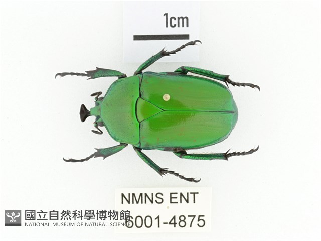 臺灣扇角金龜藏品圖，第1張