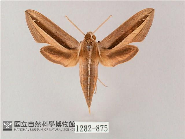 單斜紋天蛾藏品圖，第1張