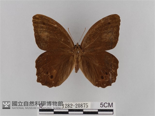 褐翅蔭眼蝶藏品圖，第1張