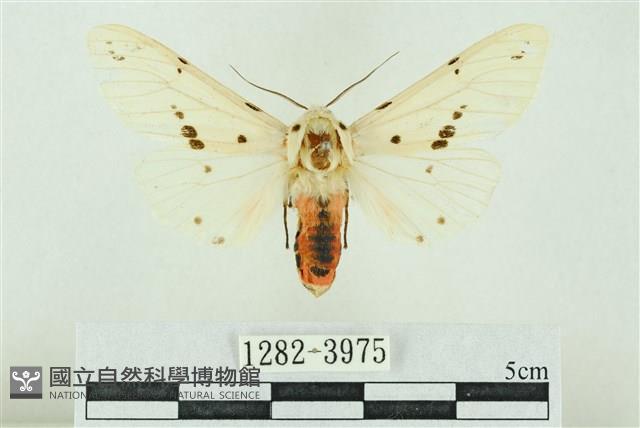 菊池污燈蛾藏品圖，第1張