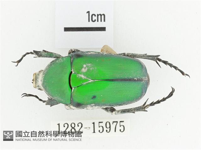 金艷騷金龜藏品圖，第1張