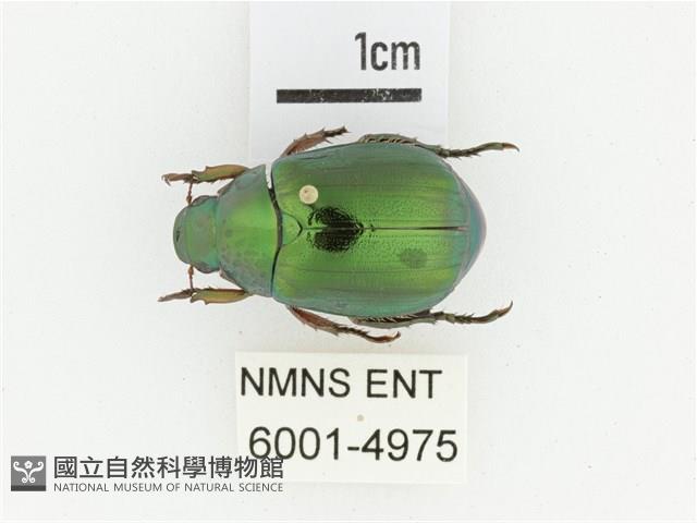 綠艷金龜藏品圖，第1張