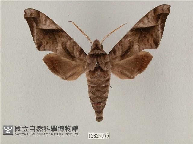 全緣缺角天蛾藏品圖，第1張
