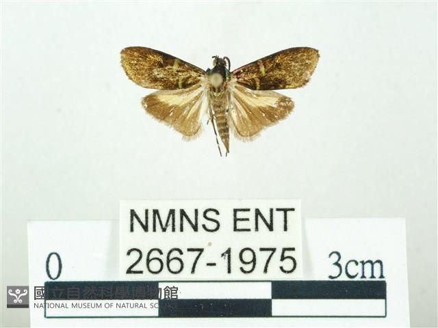 叉紋閃舞蛾藏品圖，第1張