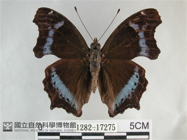 琉璃蛺蝶藏品圖，第1張