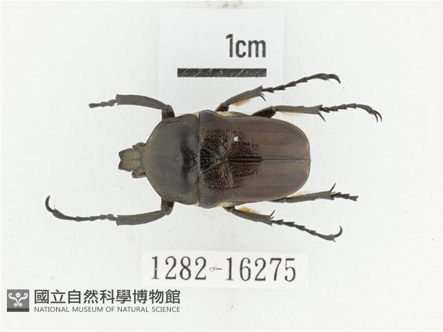 曹德褐騷金龜藏品圖，第1張