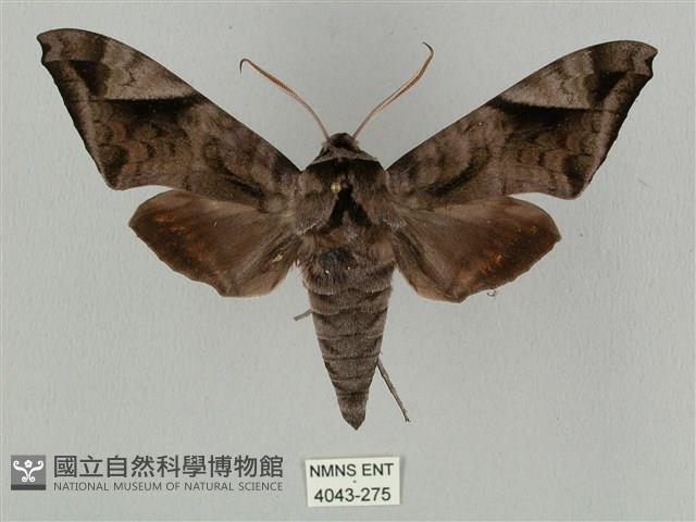 全緣缺角天蛾藏品圖，第1張