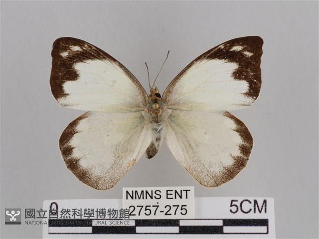 雲紋尖粉蝶藏品圖，第1張