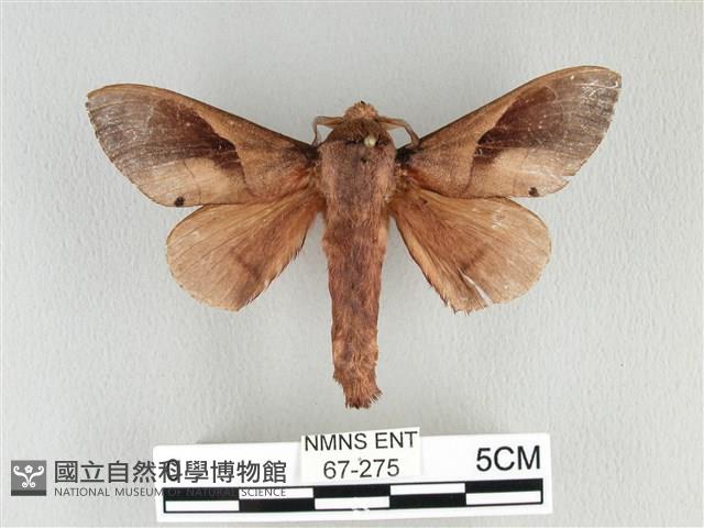 大褐斑枯葉蛾藏品圖，第1張