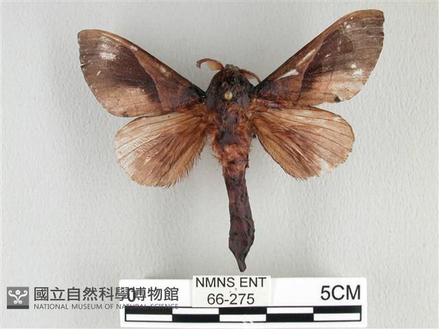 大褐斑枯葉蛾藏品圖，第1張