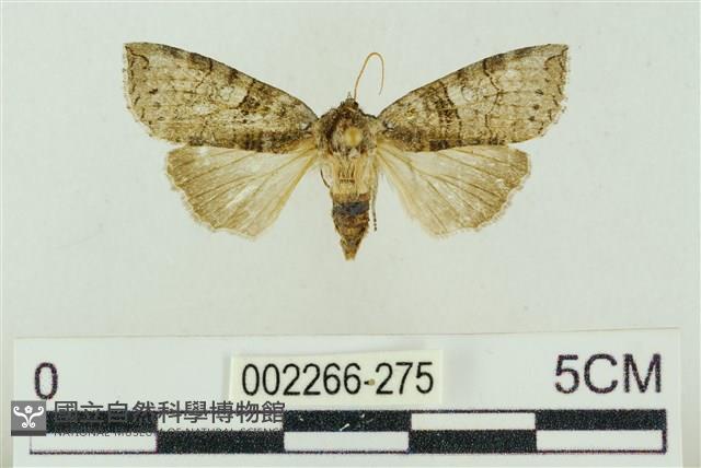 帶波紋蛾藏品圖，第1張