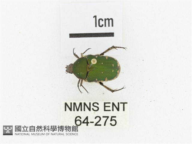 臺灣小綠花金龜藏品圖，第1張