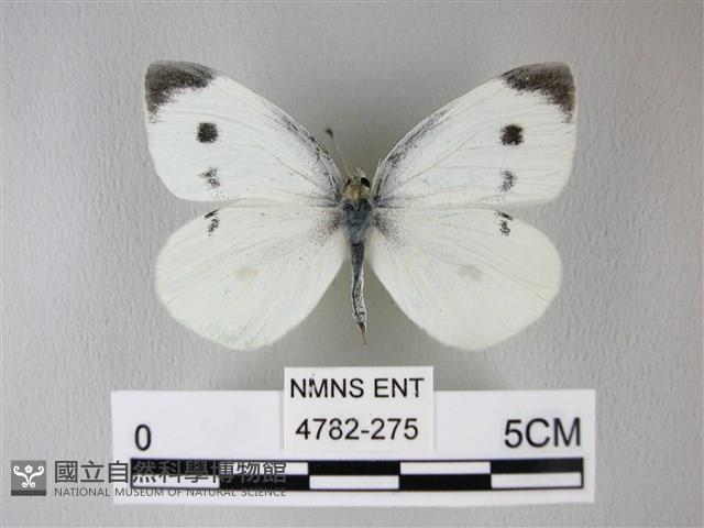 白粉蝶、紋白蝶藏品圖，第1張
