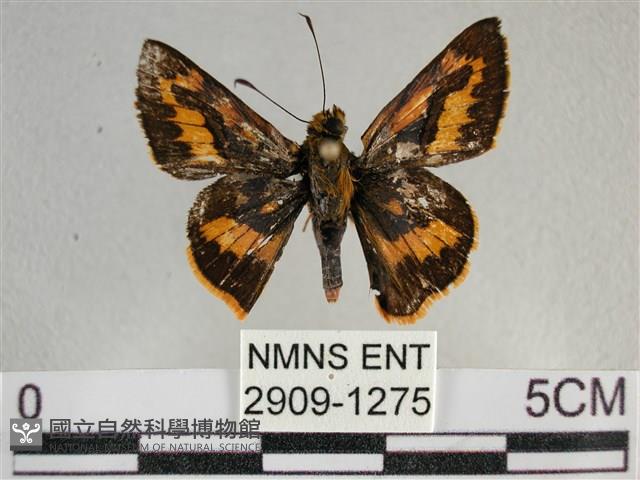 寬邊橙斑弄蝶藏品圖，第1張