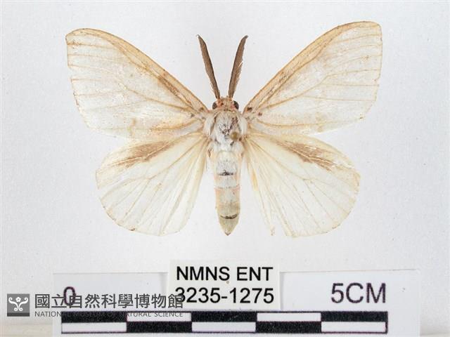 木毒蛾藏品圖，第1張