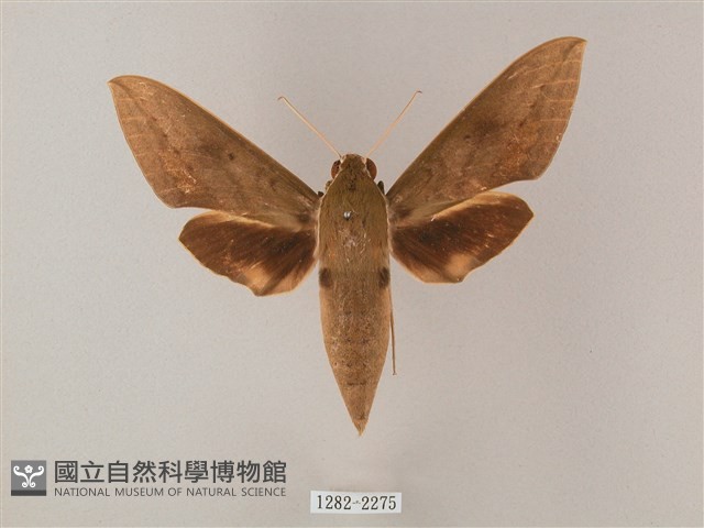 間斷斜紋天蛾藏品圖，第1張