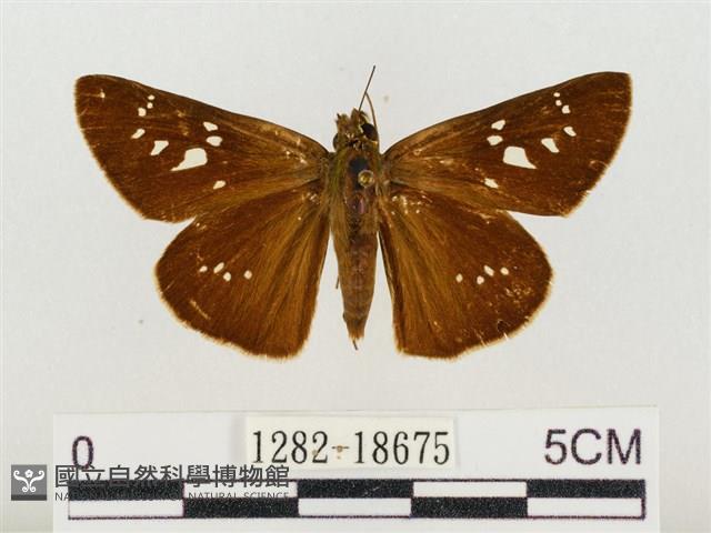 奇萊禪弄蝶藏品圖，第1張