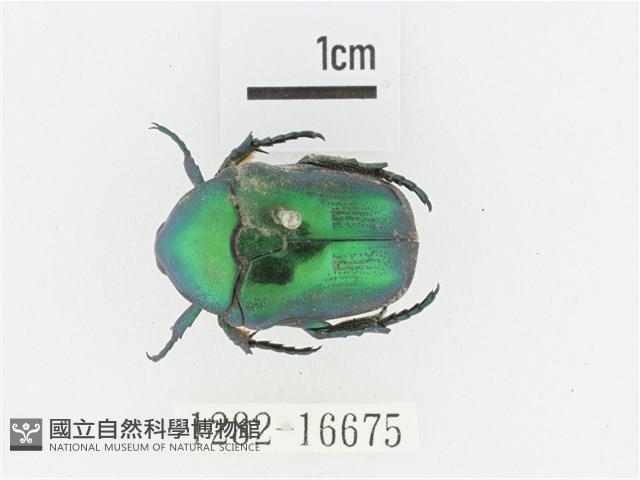 綠艷白點花金龜藏品圖，第1張