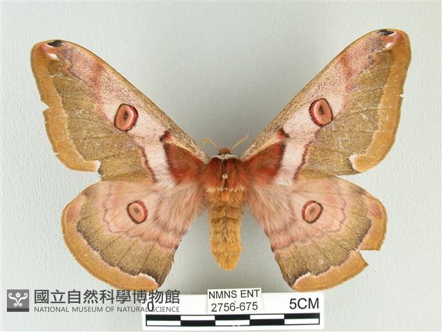 綠目天蠶蛾藏品圖，第1張