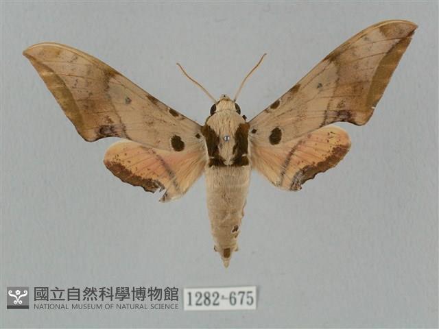 廣東鷹翅天蛾藏品圖，第1張